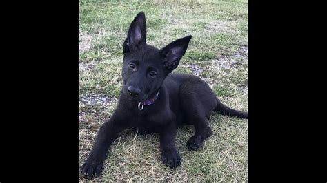 Black Female German Shepherd For Sale Youtube