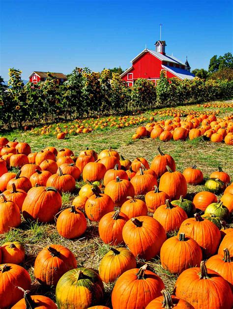 Everything You Need To Know About Picking The Perfect Pumpkin This Fall