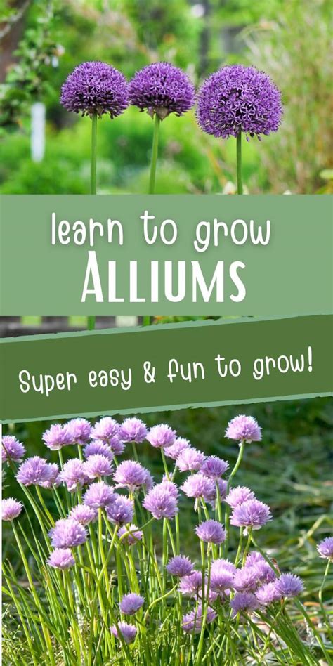How To Plant Allium Bulbs A Complete Guide To Growing Ornamental
