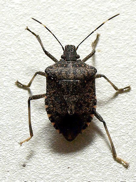 Brown Marmorated Stink Bug 21 Facts You Wont Believe