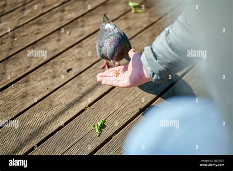 Human Hand Feeding The Pigeon Bird Stock Photo Alamy