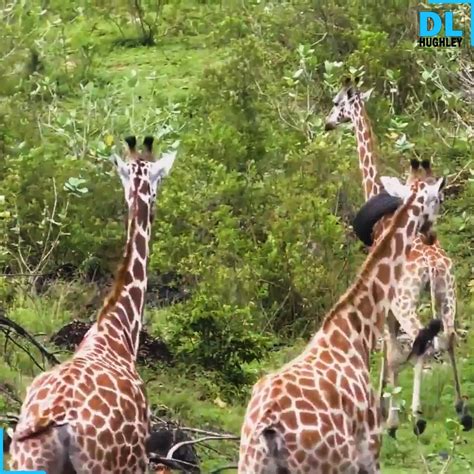 tired giraffe with tire stuck in neck gets rescued tire giraffa neck wildlife team came to