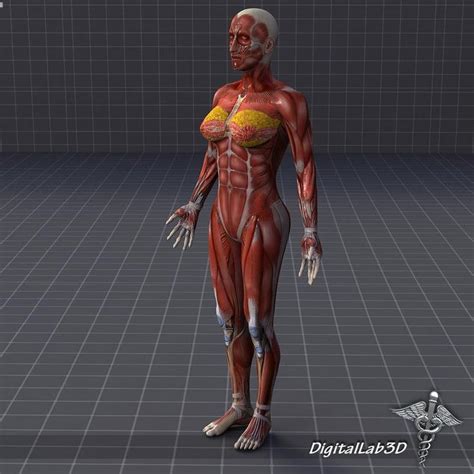 Human Female Muscular System 3d Model Ad Femalehumanmuscularmodel