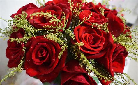 Gambar Sejambak Bunga Ros Merah Latar Belakang Sejambak Bunga Ros