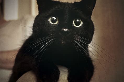 Black Cats Arent Getting Adopted Because They Look Bad In Selfies