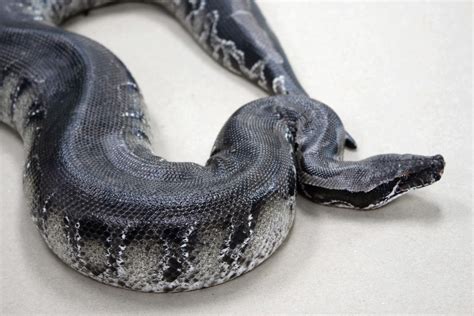 Subadult Black Blood Python Snakes Reptiles