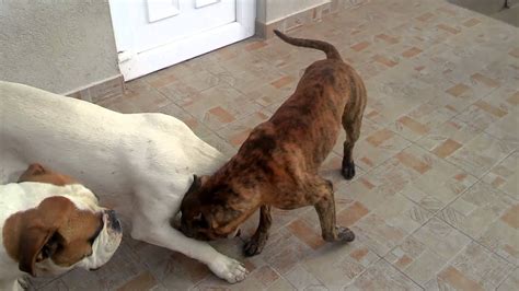 Dog Fighting Pitbull Vs American Bulldog Vs Dogo Argentino V30 Youtube