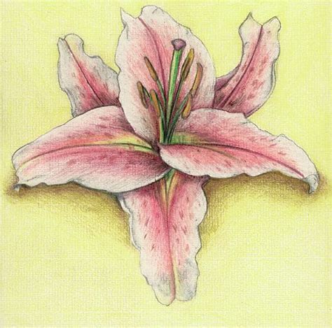 Lilies Drawing Color Pencil Drawing Pencil Drawings Flower Painting