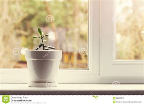 Small Indoor Crassula Plant In Pot On Window Sill Stock