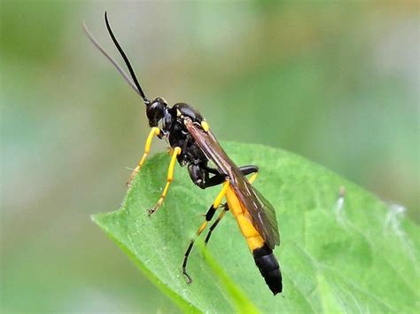 Ichneumon Wasp 01 Flickr Photo Sharing