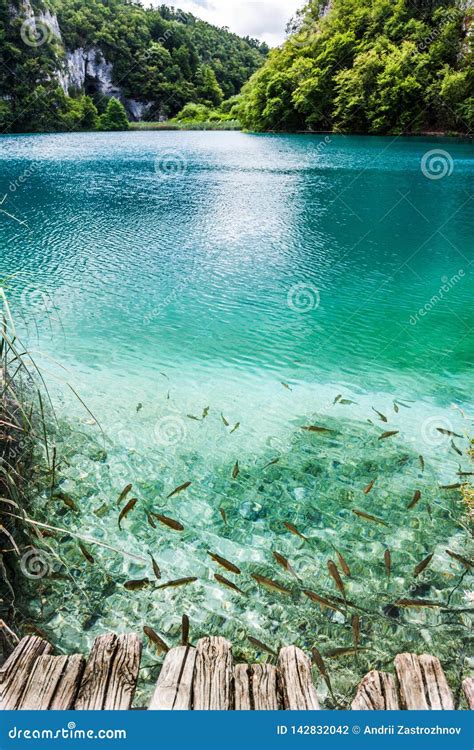 Wild Fish Swim In A Forest Lake In The Crystal Clear Turquoise Water
