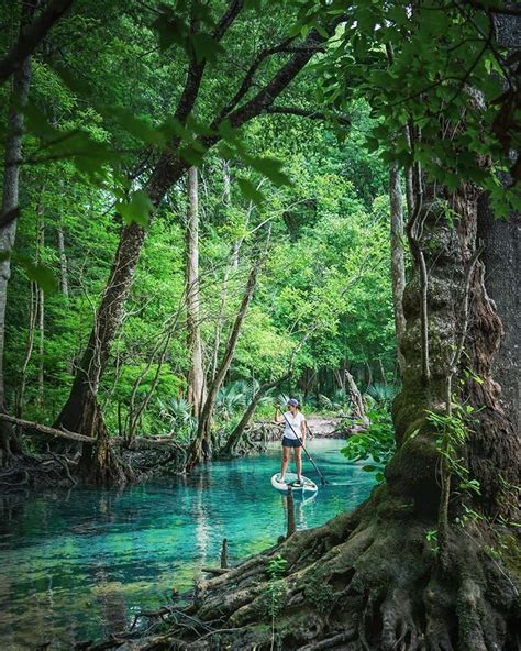Jurassic World ~ Exploring The Natural Beauty Of Floridas Cypress