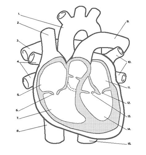 Heart Labeling Worksheets