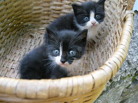 Cute Kittens In Basket Stock Photo Image Of Playful 12024184