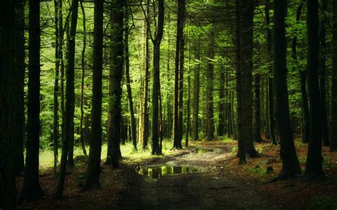 Download Path Road Scenic Landscape Nature Forest Hd Wallpaper