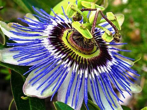 Blue Passion Flower Vine 25 Seeds Passiflora Caerulea