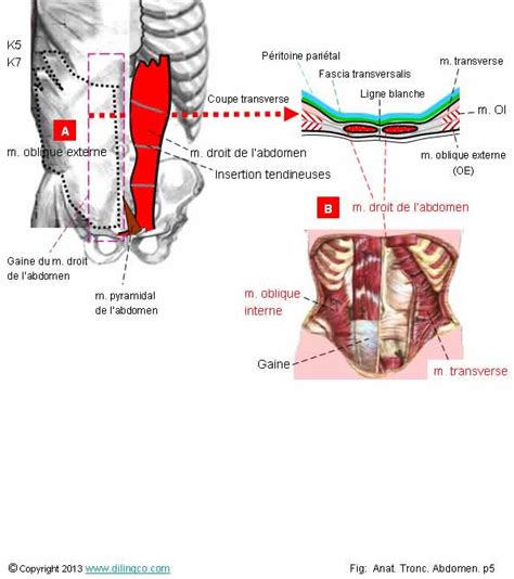 Abdomen A