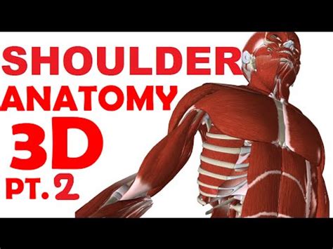 Supraspinatus, infraspinatus, teres minor and subscapularis. Shoulder Anatomy part 2 - Shoulder Muscles - YouTube