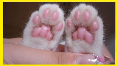 Toe Beans Cat Compilation Kitten Paw Cat Toe Beans Kitten Toe