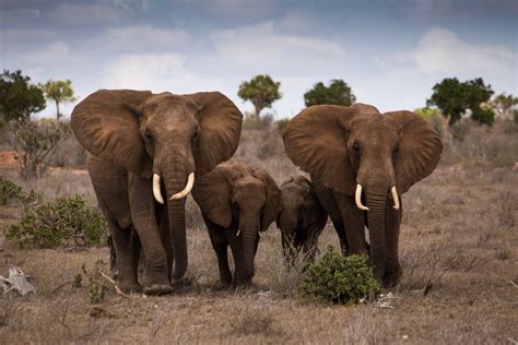 Download Animal African Bush Elephant 4k Ultra Hd Wallpaper