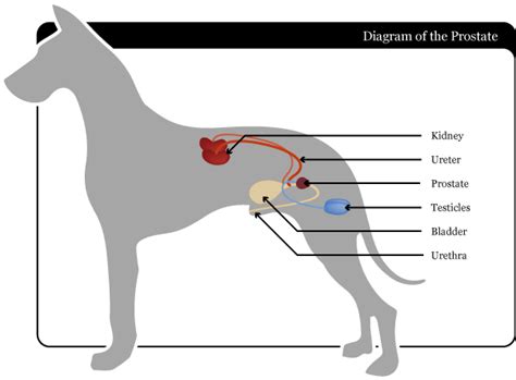 Prostate Disease In Dogs Treatment Benadryl Prostate Specific Antigen