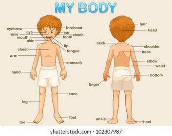மனித உடல் பாகங்கள் | learn human body parts name in tamil and english with picture #starkidsworld. Fruit Caricature: Human Body Parts And Their Functions In ...