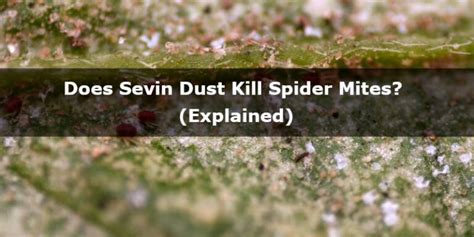 Does Sevin Dust Kill Spider Mites Explained