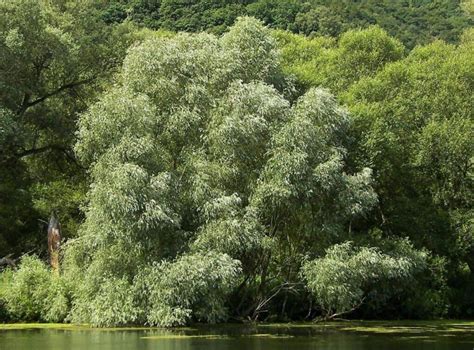 White Willow Bark A Beginners Guide Update Jul 2018 17 Things