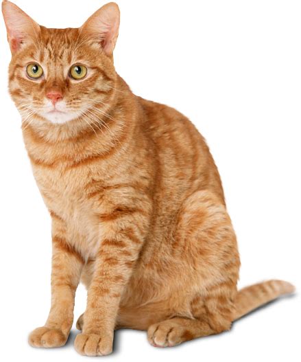 Cat Png Png All Png All