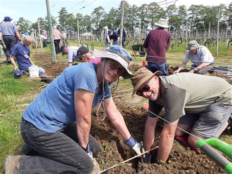 Warden Abbey Vineyard Holds Its Annual Planting Days Beds Rcc