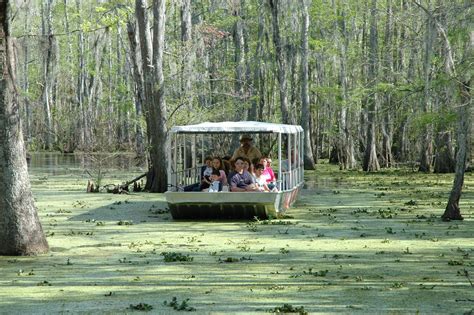 Swamp Tours New Orleans Honey Island Swamp