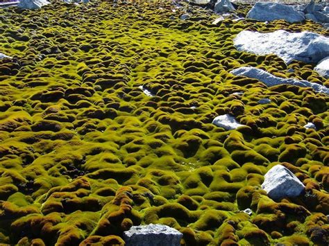 The Moss Forests Of Antarctica Are Dying