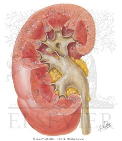 In humans, the renal pelvis is the point where the two or three major calyces join together. Renal Pelvis