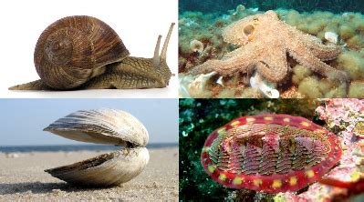 How are Shells Made? | Types of Mollusks & Seashells | Study.com