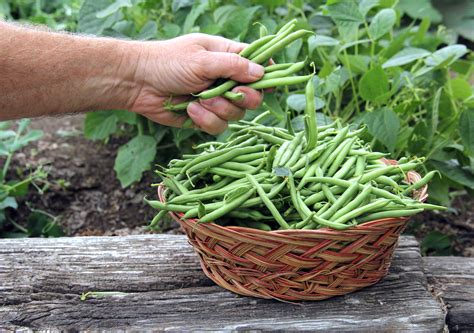 Haricots verts Tout ce que vous vouliez savoir