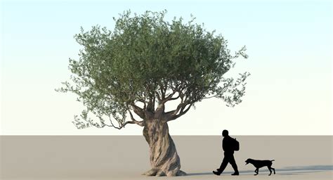 Olive Tree 3d Model