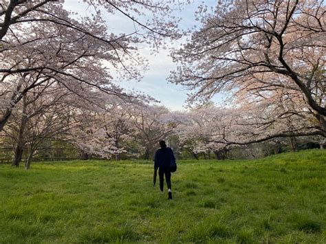 Make The Most Of Japans Cherry Blossom Season Kichi Japan