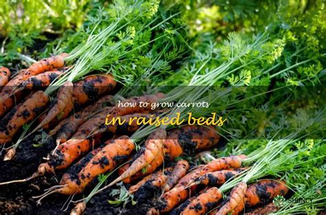 Tips For Growing Carrots In Raised Beds Shuncy