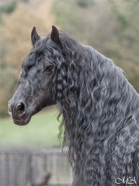 12 Terrifying Long Haired Horses And What Theyre Hiding Pretty
