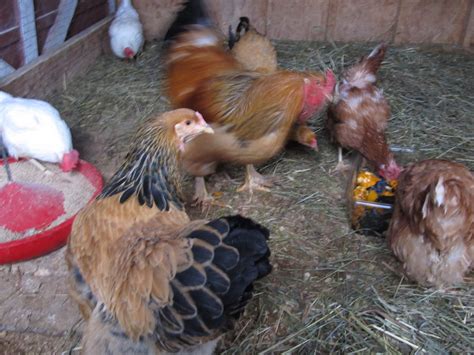 Chicken Pecking Order How Where When And Why Backyard Chickens