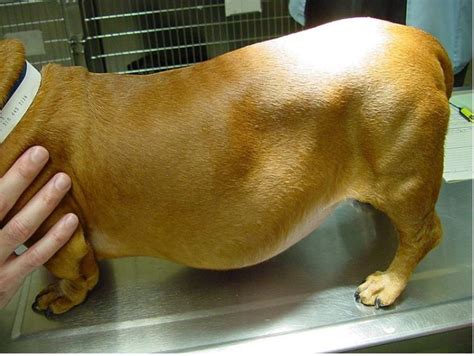 Causes Of Sagging Loose Skin In Dogs Pethelpful