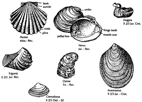 Fossils Of The Paleozoic Phylum Mollusca The Bivalves And Gastropods