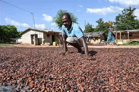 Oxfam Ghanaian Cocoa Farmers Exploited By Chocolate Manufacturers