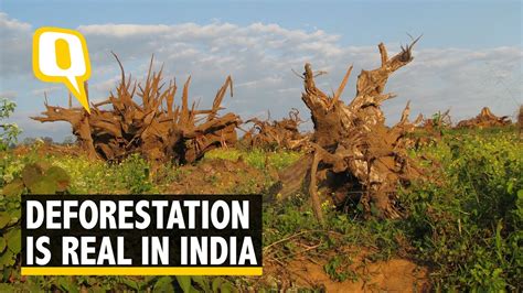Recent Case Study On Deforestation In India