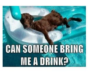 Maybe you would like to learn more about one of these? Can someone bring me a drink? #meme #funny #hilarious #dog ...