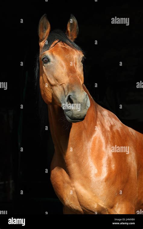 German Warmblood Horse Equus Ferus Caballus Portrait Of A Bay Horse