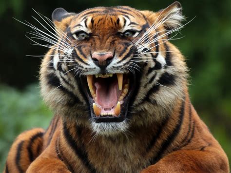 Tiger Wild Cat Predator Wallpaper Hd Animals 4k Wallpapers Images