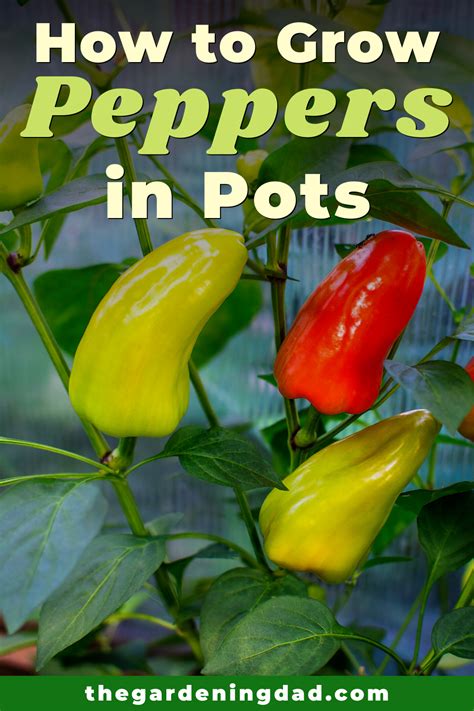 Easy Steps How To Grow Peppers From Seeds The Gardening Dad Stuffed Peppers Growing Green