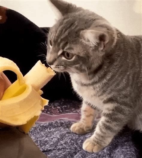 What Cats Eat Bananas Cat Meme Stock Pictures And Photos