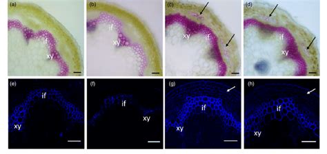 From the outermost layer of the cell wall, these layers are identified as the middle lamella, primary cell wall, and secondary cell wall. Modulation of lignin and secondary cell wall cellulose by ...